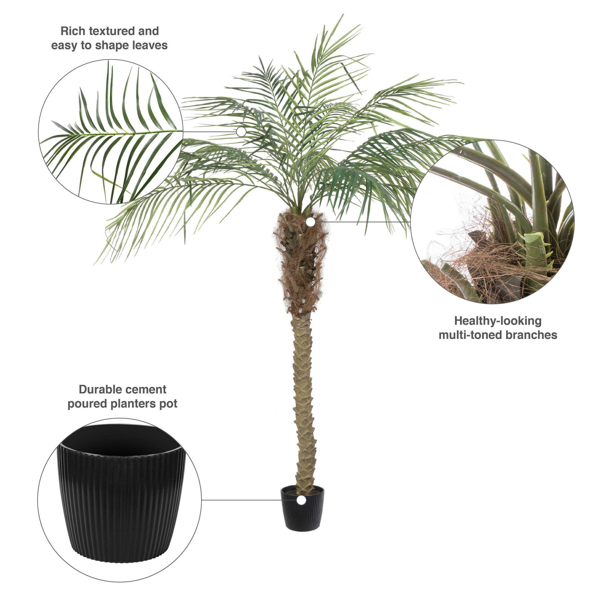 6ft. Potted Pheonix Palm Tree